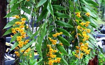 Phi điệp vàng LangBian - "hoa hậu" lan rừng