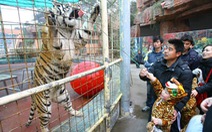 Hổ Mekong có thể bị tuyệt chủng