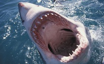 Cá mập trắng có nguy cơ tuyệt chủng