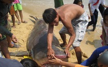 Thông tin mới về vụ bắt cá mập ở Quy Nhơn