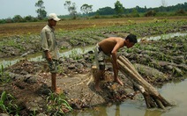 Phá cây ăn trái để trồng mía