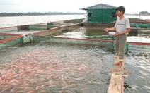 Nuôi cá lồng bè công nghiệp trên cao nguyên