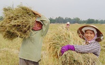 Người trồng lúa lãi chưa tới 30%