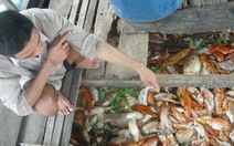 23 tấn cá chết trắng sông Đồng Nai