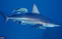 Giải mã bí ẩn của mũi cá mập
