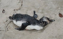 Chim cánh cụt chết hàng loạt ở Brazil