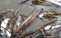 Nghệ An: Cá chết bất thường dạt vào trắng bãi biển Cửa Lò