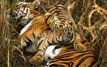 Giải cứu loài hổ: cần 82 triệu USD/năm