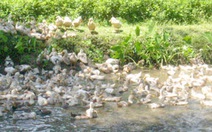 Đàn vịt bơi qua sông