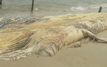 Xác cá voi thối rữa dạt vào bờ biển