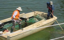 Tảo lam "tái ngộ" hồ Xuân Hương