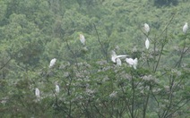 Hàng ngàn cò trắng bay về Khánh Sơn