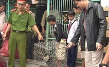 Khởi tố vụ xâm hại voọc chà vá ở Ninh Sim