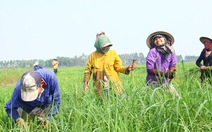 Lao động Campuchia ở vùng biên