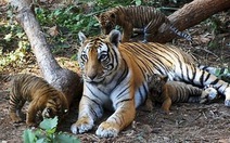 "Dân số" hổ Ấn Độ tăng
