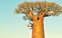 "Thiên nhiên 5 sao" ở Madagascar