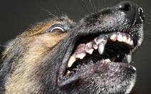 Chó cảnh sát có răng bằng titan