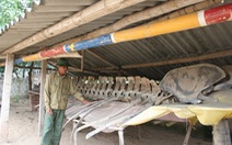 Thanh Hóa: người dân lưu giữ bộ xương cá voi