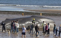 Cá voi mắc cạn và chết trên bờ biển Anh