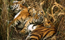 Bangladesh lập lực lượng đặc biệt để bảo vệ hổ