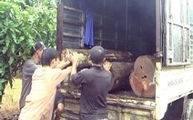 Thu giữ hơn 150 lóng gỗ bị lâm tặc đốn hạ