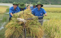 Giúp dân thu hoạch lúa