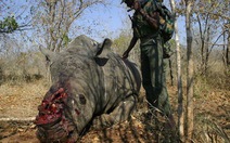 Gần 200 con tê giác bị săn trộm