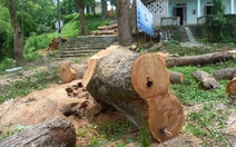 14 cây dã hương hàng trăm tuổi bị đốn hạ