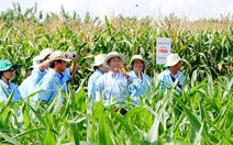 Việt Nam đưa vào trồng cây biến đổi gen từ 2012