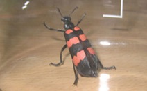 Nhậu sâu độc, hai người tử vong