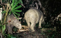 Ký ức loài tê giác - Kỳ cuối: Tê giác Java trong vòng bảo vệ