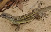 Phát hiện hơn 200 loài mới ở sông Mekong