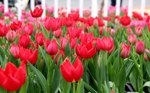 Hoa tulip khoe sắc ở phố núi
