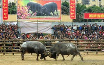 Xem hội chọi trâu Chiêm Hóa