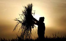 Lúa mì "mặn" sẽ giải quyết khủng hoảng thức ăn?