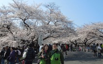 Tokyo - mùa hoa anh đào