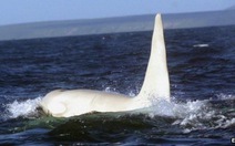 Lần đầu tiên phát hiện cá voi sát thủ trắng