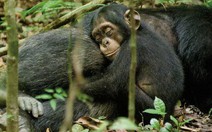 Phim bé tinh tinh mồ côi gây xúc động