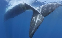 Hình ảnh đau lòng về cái chết của cá voi xanh