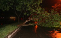 TP.HCM: mưa lớn, hàng chục cây xanh ngã đổ