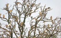 Về Hải Dương nghe chuyện tình người và cò