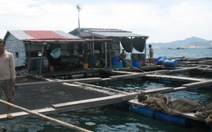 Người TQ dựng bè cá kiên cố trên vịnh Cam Ranh