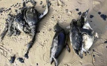 Brazil điều tra hiện tượng chim cánh cụt chết hàng loạt