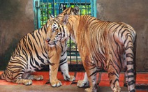 Việt Nam dẫn đầu về mua bán động vật hoang dã