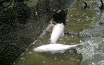 Cá chết hàng loạt tại hồ Tây