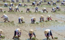 Đài Loan tạo giống lúa mới cho người già