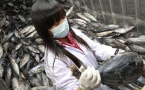 Cá nhiễm xạ ngoài khơi Fukushima