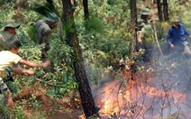 Cháy hơn 30 hecta rừng thông