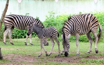 Ngựa vằn, linh dương Châu Phi sinh con trong vườn thú