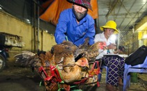 Nhập 70.000 -100.000 tấn gà loại thải TQ/năm